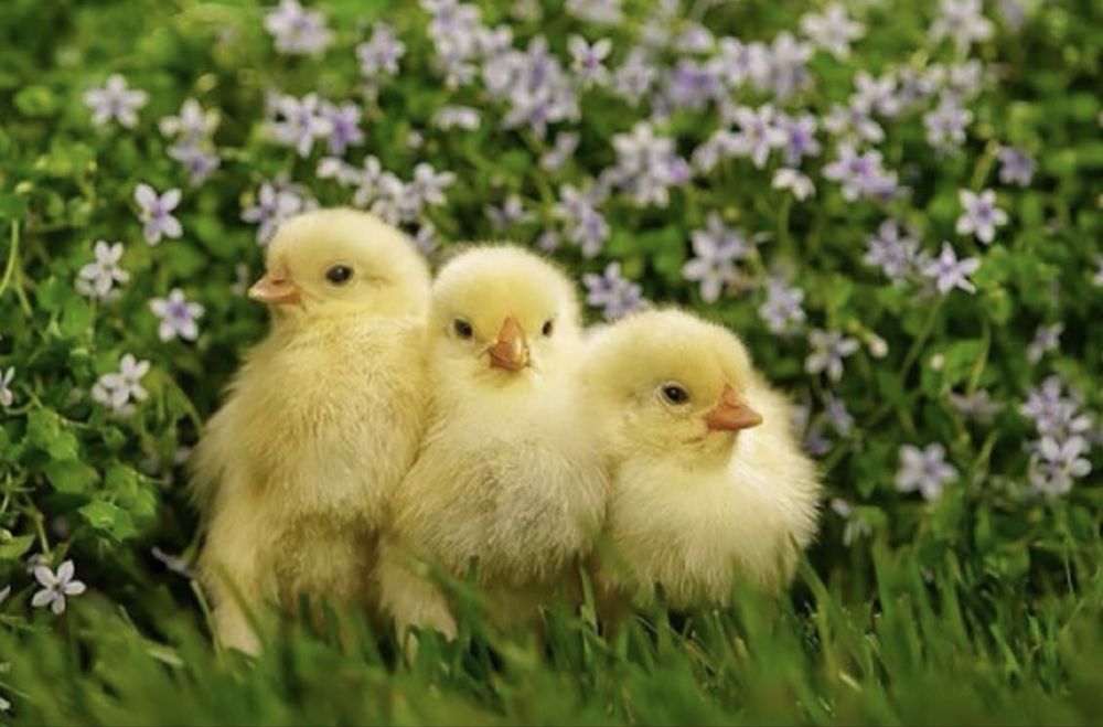 Циплята  Бройлер коб 500