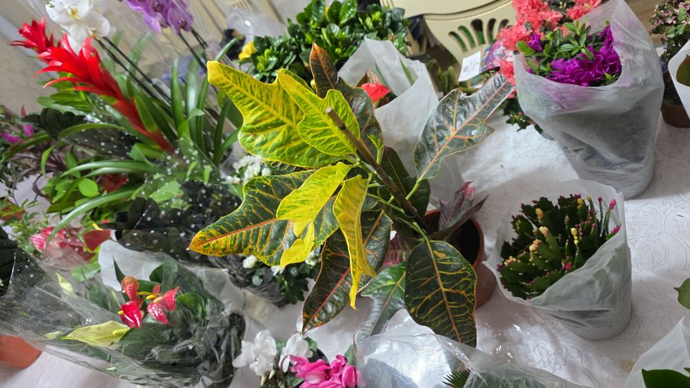 Домашние цветы светущий