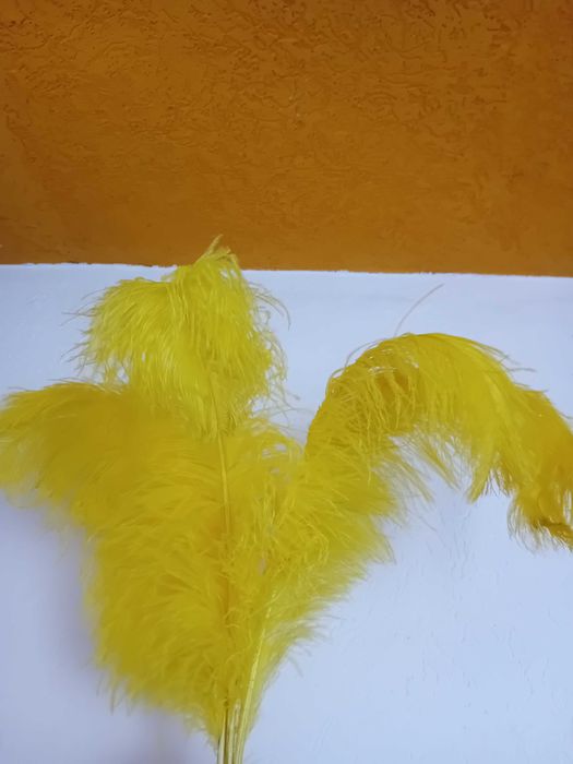 Pene de struț pentru evenimente