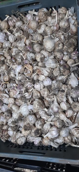 Vand USTUROI românesc!!!