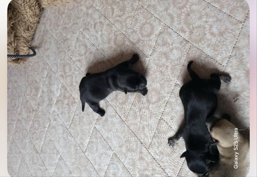 Кучета пинчери бебета