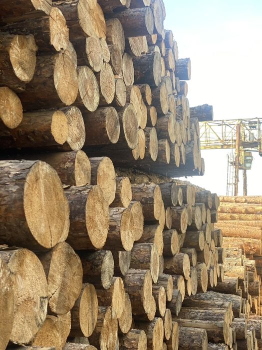 Кругляк| Тосин | Сосна | Терак оптом в розницу