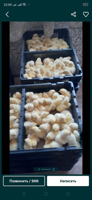 Продам циплят бройлеров