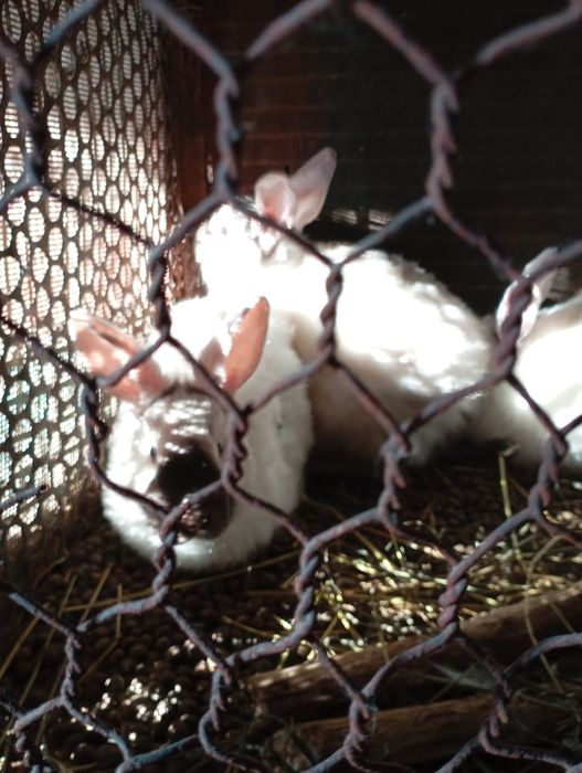 Продам молодых кроликов