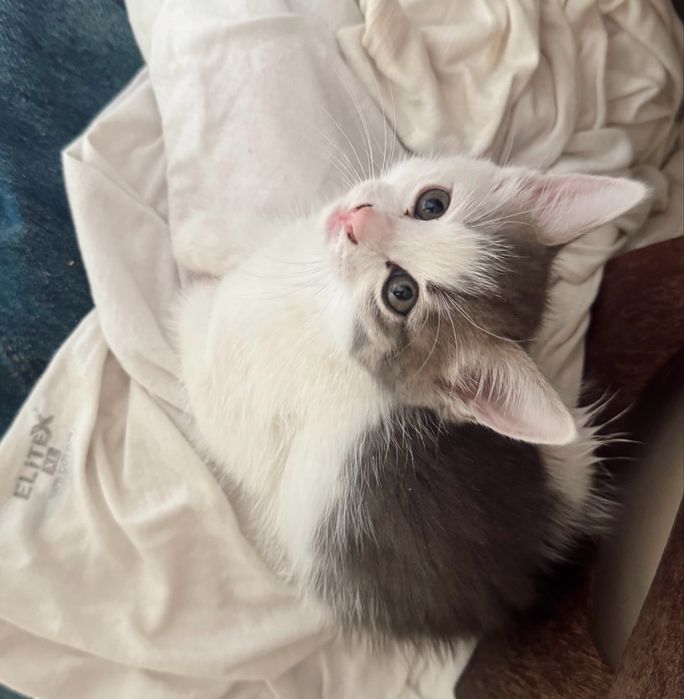 Котенок девочка в хорошие руки