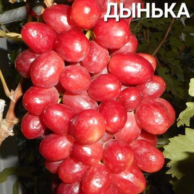 УЗУМ енг янги сортлари бор сортига кафолат берамиз