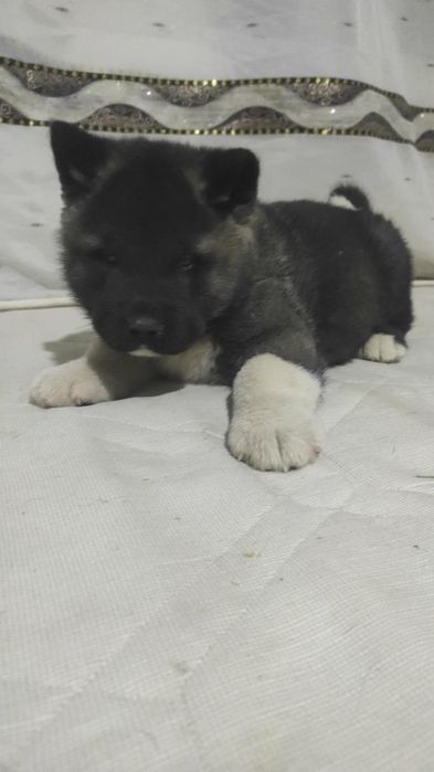 Akita american 2 băieți