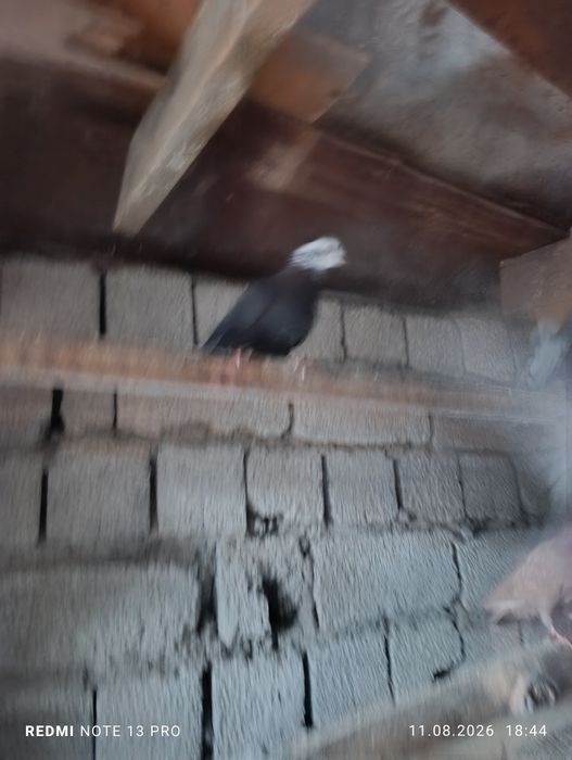 Кабутарлар сотилади гульсар