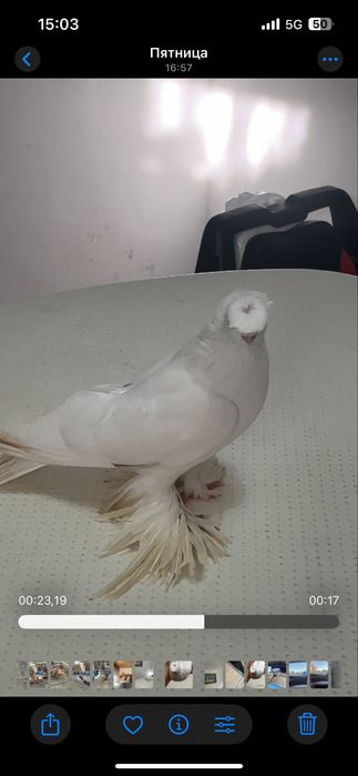 Самец гульбадам голуби