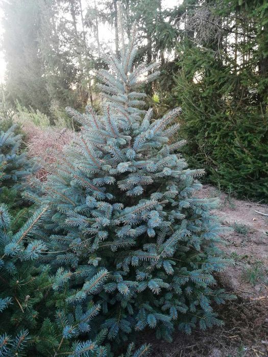 Puieti de brad argintiu Keibab