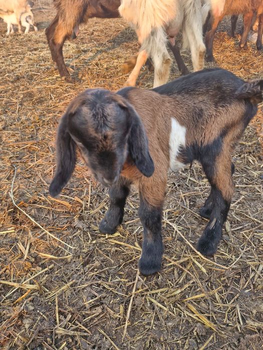 Vând țăpișori anglonubieni.