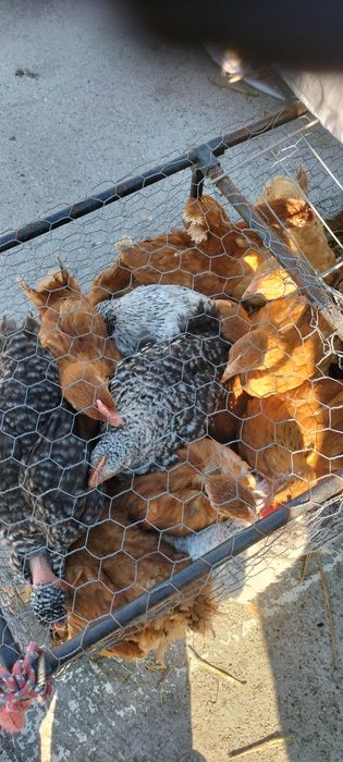 Rățuște de vanzare pui de vânzare