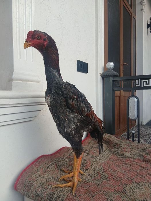 Продам жужика срочно