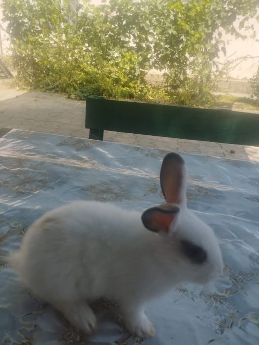 Декоративные кролики