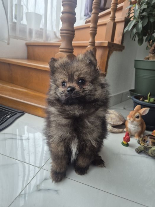 Pomeranian Spitz