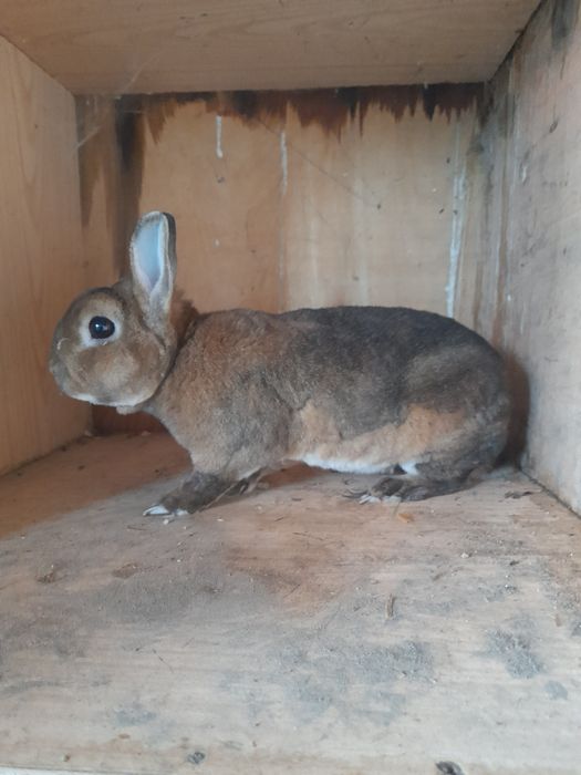 Vând,schimb iepuri rase pitice și medii