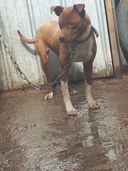 Продам пита сука