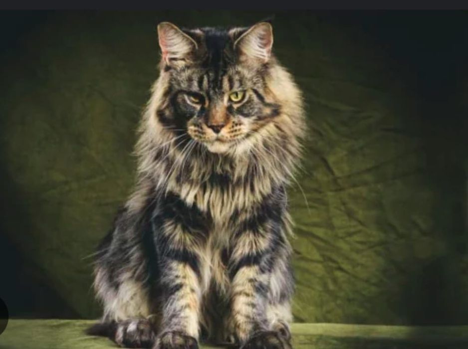 Котята Мейн-Кун!!!