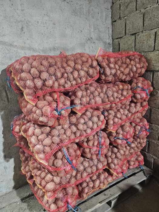 Cartofi consum alb carrera si rosu bellarosa +50 ambalat saci 25 kg