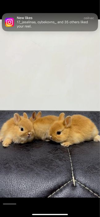 Basmala Farm – Quyon sevuvchilar uchun eng yaxshi tanlov!