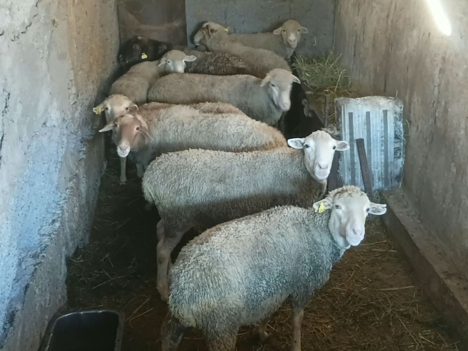 Продам.  баран..