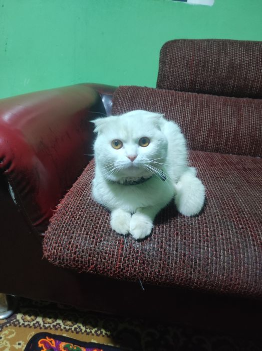 Vyazka,,skottish fold Britanskiy..malchik