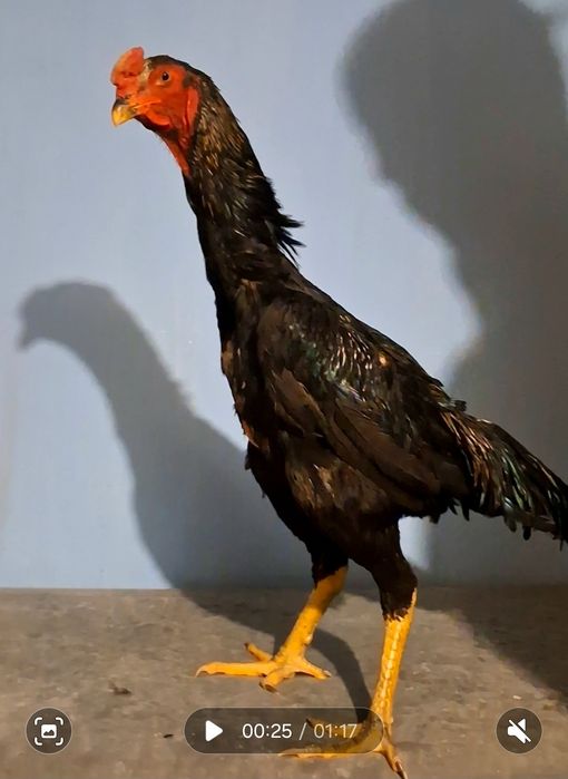 Продам бойцового петушка!