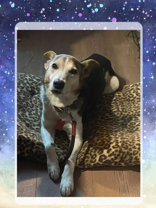 Добродушен Mладеж Tърси Дом