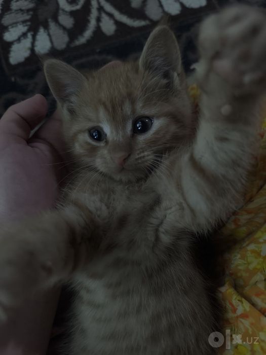 Котенки по 1 месяцу