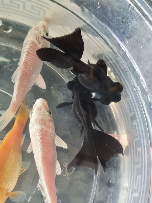 Akvarium baliqlari sotiladi