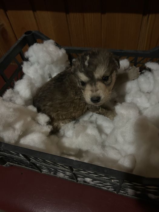 Щенки немецкой овчарки в добрые руки