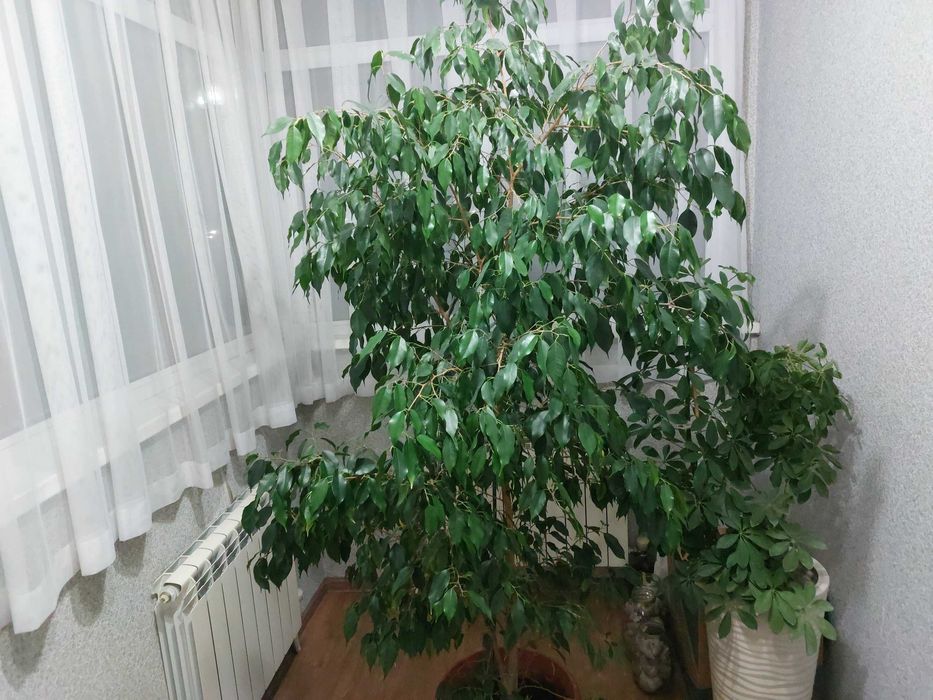 Цветок домашний с горшком