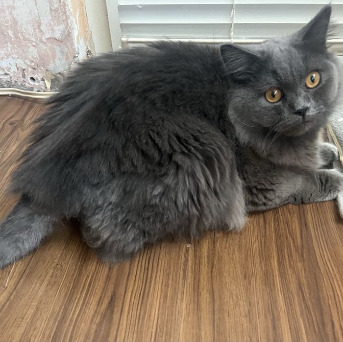 продава се 150 лв.!