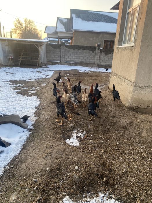 Бойцовый тауық сатылады