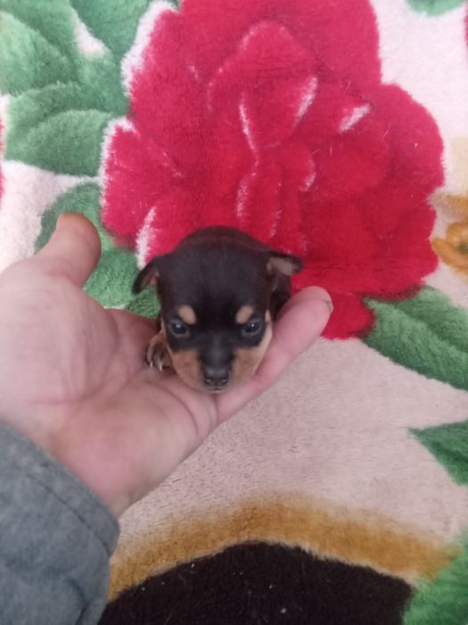 Продам МИНИ той-терьеров