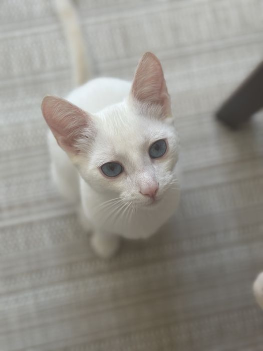 Отдам котенка мальчик