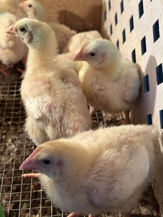 Бройлеры  цыплята