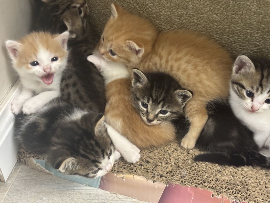 Отдаю котят в добрые руки