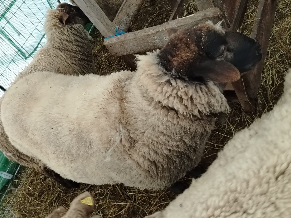 Vând berbec Suffolk de 3 ani bland