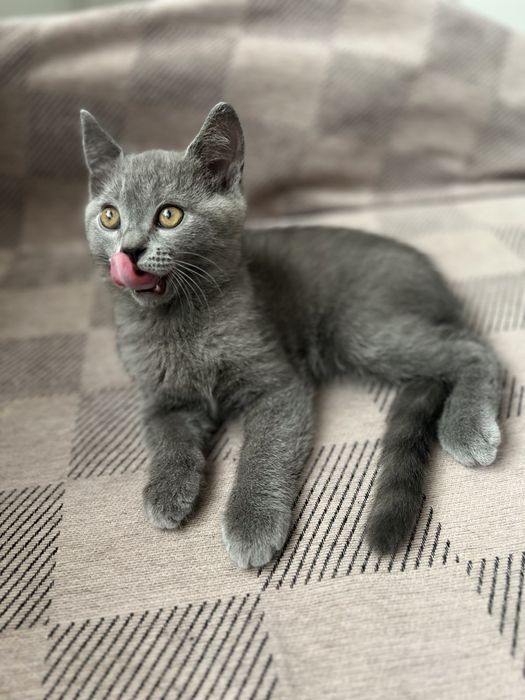 Британский котик