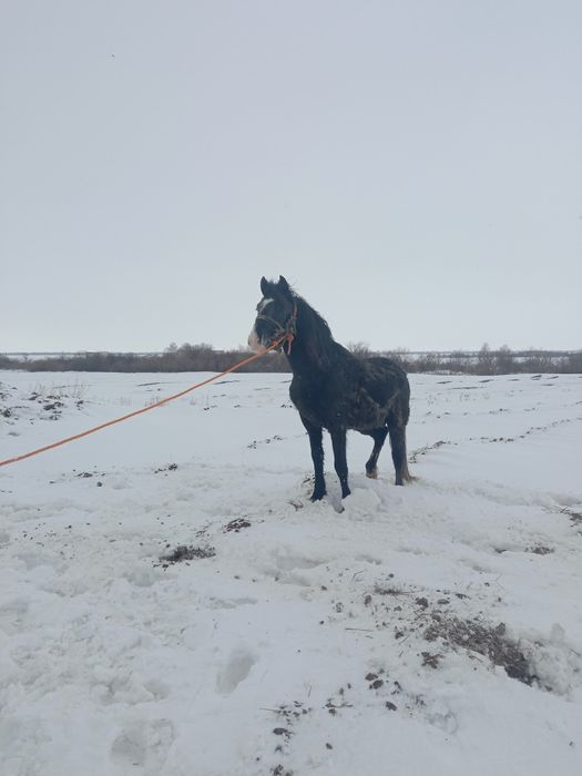 Жеребец 5 летка обучен верхавои езде откормлень