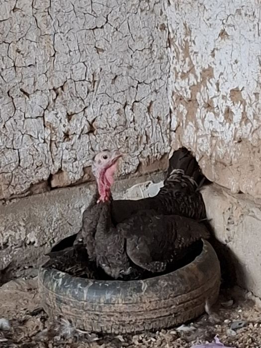 indyuk sotiladi 3 dona qoldi