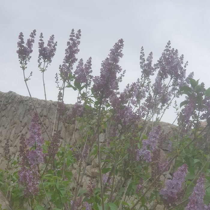 Сирен продаём свежую ароматную сирень прямо из сада.
Цветы крупные, пы