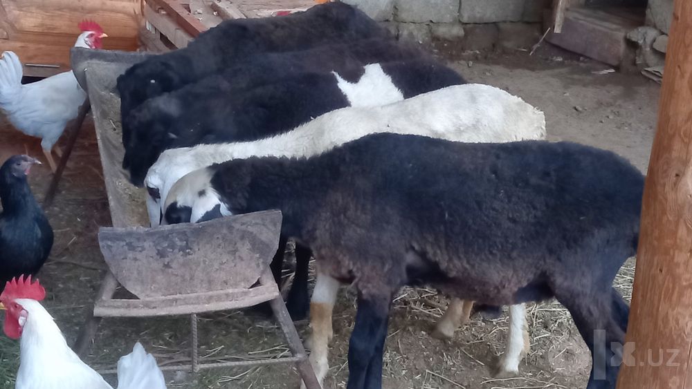5 ta moda barra sotiladi