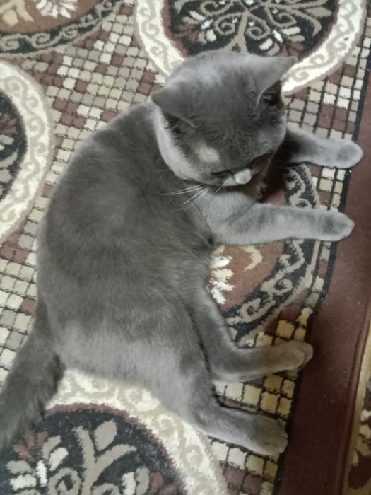 Вязка кошек мальчик