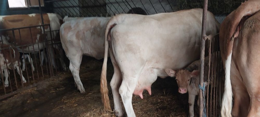 Vaca BR. fătată recent