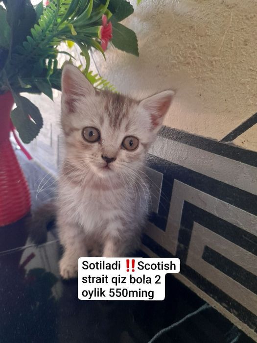 Shotlandski o‘ģil bola va qiz bola