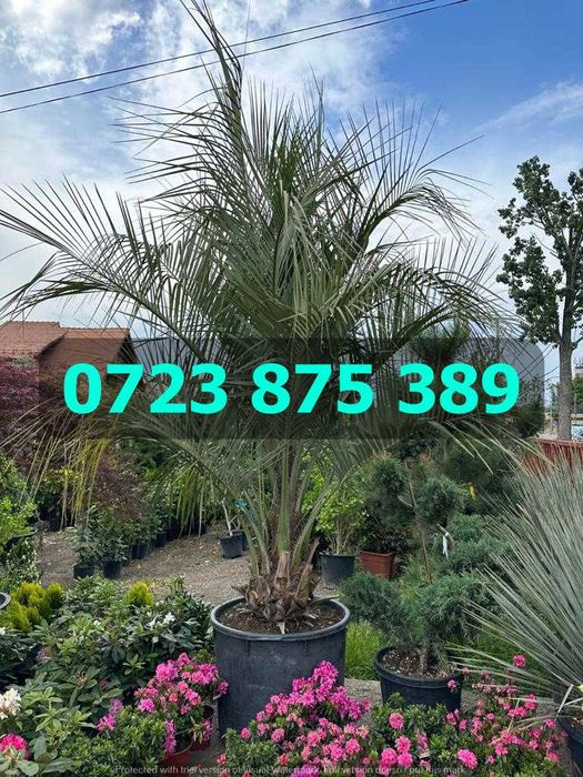 Arbori Decorativi Viguroși – Livrare în Siguranță cu Flotă Proprie