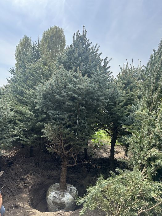 Birinchi qol, belgiyskiy archalar! Голубые ели, пихты