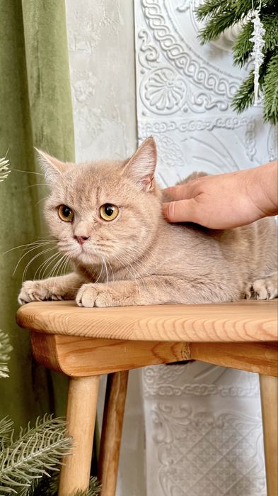 Котик Лилуша ищет семью